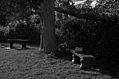 [Picture: Two benches under an old tree with a Bible (black and white)]