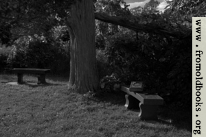 Two benches under an old tree with a Bible (black and white)