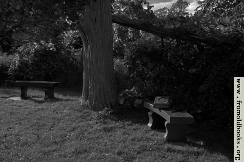 [Picture: Two benches under an old tree with a Bible (black and white)]