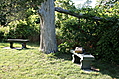 [Picture: Two benches under an old tree with a Bible]