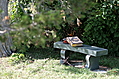 Stone bench under a tree with Bible, books and cross