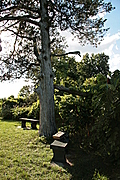 Tree with benches and book