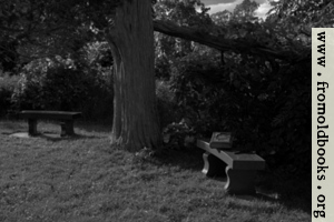 [picture: Two benches under an old tree with a Bible (black and white)]