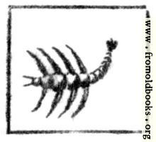 Scorpio (the Scorpion)