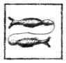 [Picture: Pisces (the fish, or two fishes)]