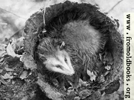 ’Possum hiding in palmetto, where he has been chased by a dog