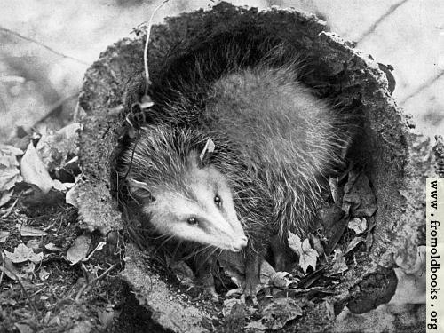 [Picture: ’Possum hiding in palmetto, where he has been chased by a dog]