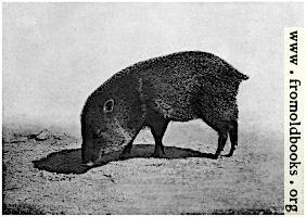 Collared Peccary (Tayassin tayassu)