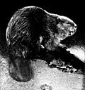 [Picture: Canadian Beaver (2 of 3)]