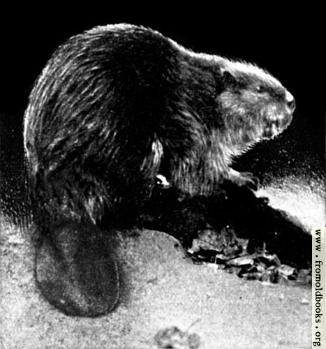 [Picture: Canadian Beaver (2 of 3)]