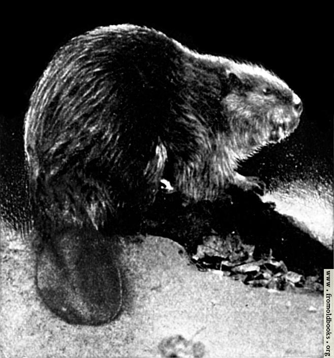 [Picture: Canadian Beaver (2 of 3)]