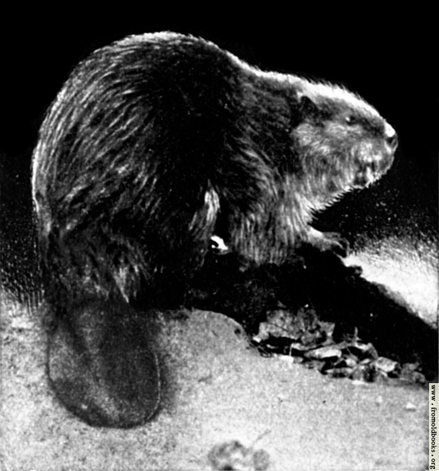 [Picture: Canadian Beaver (2 of 3)]