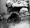 [Picture: Canadian Beaver (3 of 3)]