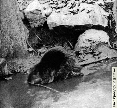 [Picture: Canadian Beaver (3 of 3)]