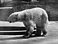 [Picture: Polar Bear (Thalarctos maritimus)]
