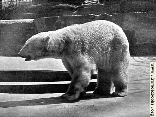 [Picture: Polar Bear (Thalarctos maritimus)]