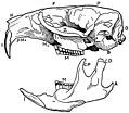 [Picture: Skull and one side of mandible of Musk Rat.]