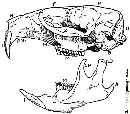 [Picture: Skull and one side of mandible of Musk Rat.]