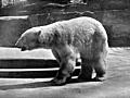 Polar Bear (Thalarctos maritimus)