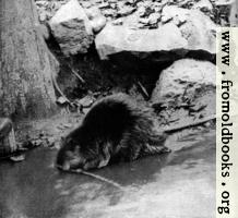 [picture: Canadian Beaver (3 of 3)]