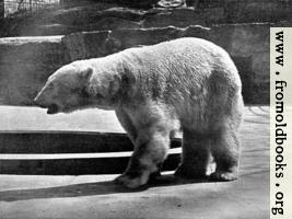 [picture: Polar Bear (Thalarctos maritimus)]