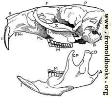 [picture: Skull and one side of mandible of Musk Rat.]