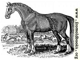 The Horse