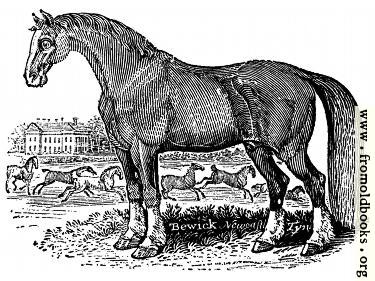 30-the-horse-q75-375x281.jpg