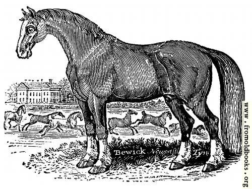 [Picture: The Horse]