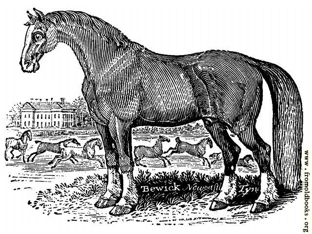 [Picture: The Horse]