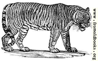 The Tiger