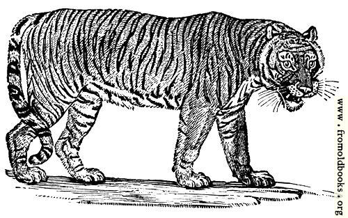 [Picture: The Tiger]