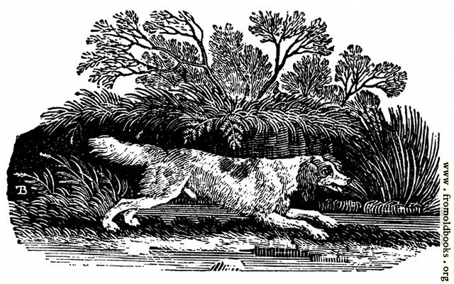 [Picture: The Springer, or Cocker]