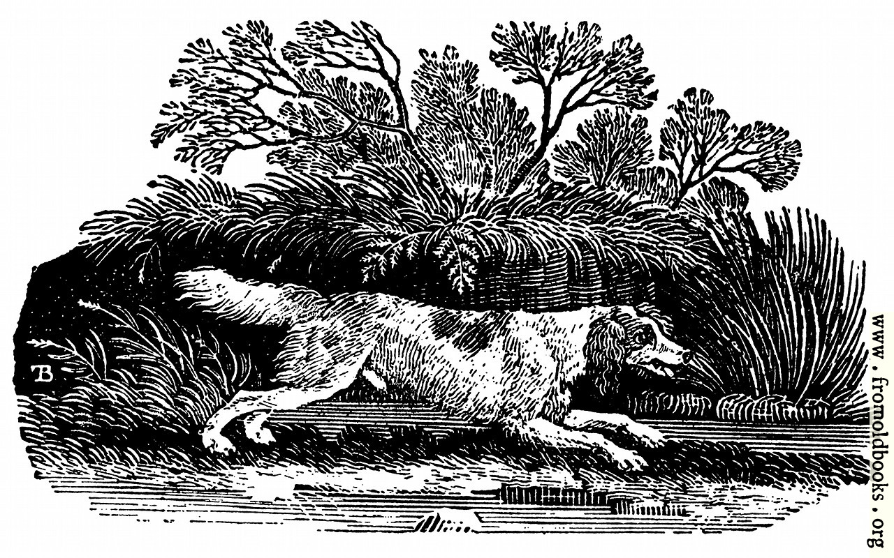 [Picture: The Springer, or Cocker]