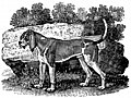 [Picture: The Old English Hound]