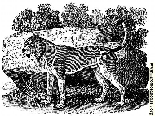 [Picture: The Old English Hound]