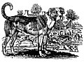 The Mastiff