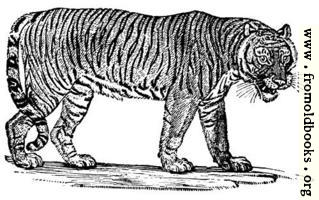 [picture: The Tiger]