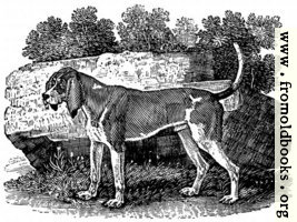 [picture: The Old English Hound]