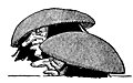 Gnomes hide under toadstools
