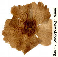 Harwood 6: pressed flower from the other side
