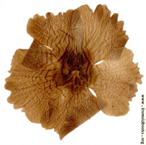 [Picture: Harwood 6: pressed flower from the other side]