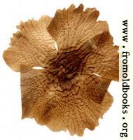 Harwood 5: pressed flower