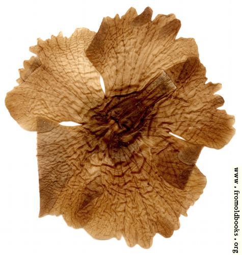 [Picture: Harwood 5: pressed flower]