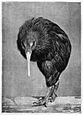 [Picture: Apteryx Mantelli.  From a Photograph.]