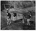 [Picture: Axis Deer (Calcutta)]