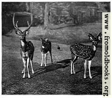 Axis Deer (Calcutta)