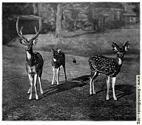 [Picture: Axis Deer (Calcutta)]