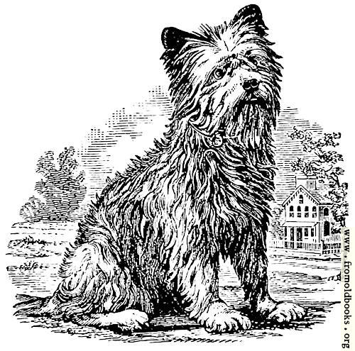 [Picture: stock block: Terrier woodcut]