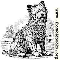 [picture: stock block: Terrier woodcut]